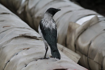 magpie