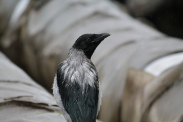 Fototapeta premium magpie