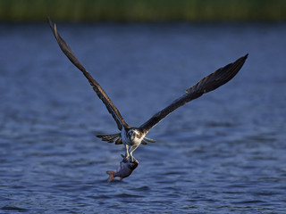 Osprey (Pandion haliaetus)
