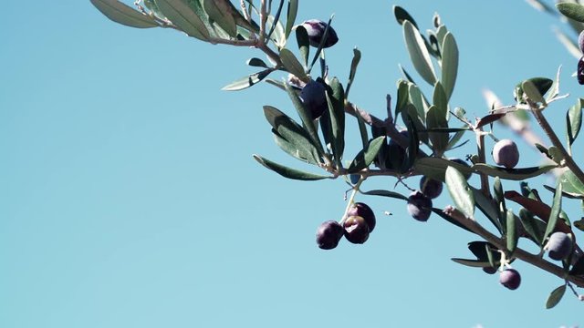 Black olives hang on branches tree against sky. Young olive plant growth. Season nature 4K