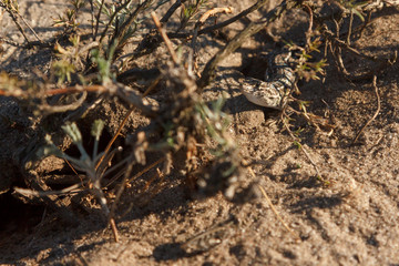 little gray lizard on the sand in the desert