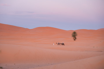 Camel caravan walking in empty Sahara desert in Morocco during sunset with beautiful pink sky