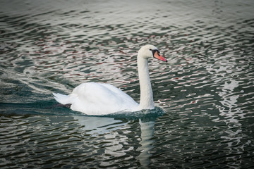 White swan swimming on water with ripples