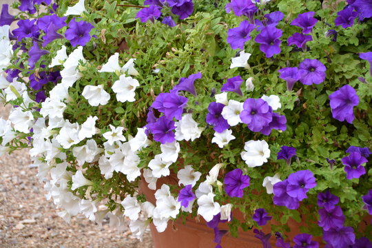 Bonitas Flores Lilas Y Blancas