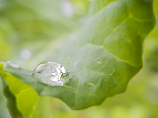 Fotografía de acercamiento de una gota de agua en una hoja de verdura