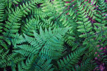 Beautiful green fern leaves in the forest. Background with natural ferns.