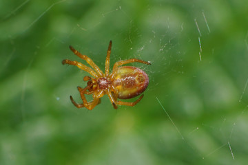 Macro of a brown and young spider of the genus Araneus hanging over a spider web