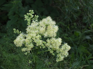 kwiaty polne białe,łąka,przyroda,flora © Piotr
