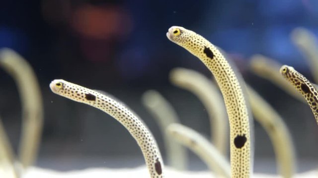 Spotted garden eels is having a meal