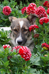 Close-up of a Caucasian dog in a flower bed in flowers of dahlias