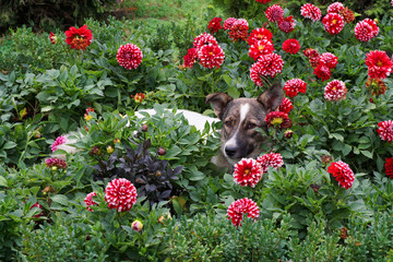 Young caucasian white-brown dog lies in red dahlias