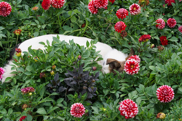 Close-up of a young white-brown dog lies and rests in red dahlias