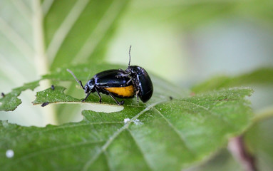 Blauer Erlenblattkäfer bei der Paarung 