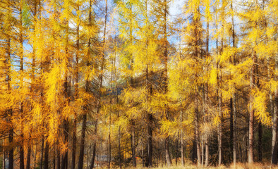 Beautiful larch colored with autumn colors in the mountains, illuminated by the sun - obrazy, fototapety, plakaty