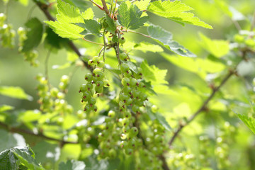 Currant blossoms and ripen green berries on a branch. Organic farming for vegetarian food.