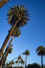 ロサンゼルスのヤシの木