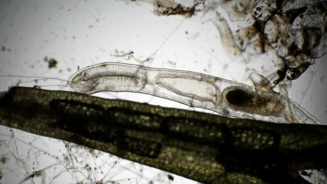 worm oligochaet under the microscope