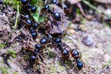 Big ants inside the nest, ant workers in colony