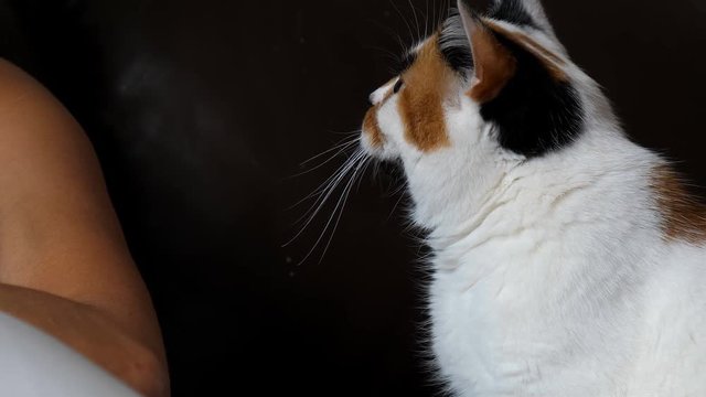 Calico, tricolor white, ginger and black color colour cat is trying to get owner's attention by touching gently her shoulder with foot and snuggling up
