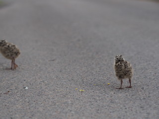Baby seagull on the ground