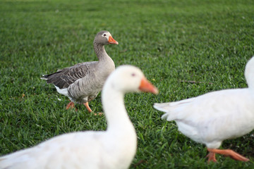 Some gooses appear on a green grass field 