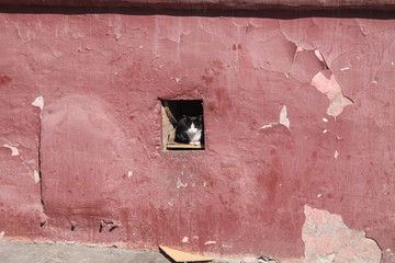 cat