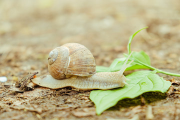 Large snail along ground cover.