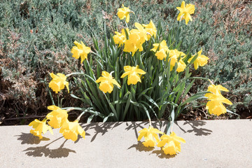 Daffodils in a garden with a concrete barrier