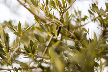 View through the leaves of an olive tree