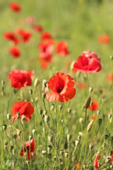Fototapeta na wymiar poppies. the blossoming red flowers in the field. Background flora