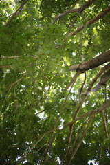 Tree Leaves in the Spring from a Low Perspective Looking Up from the Ground