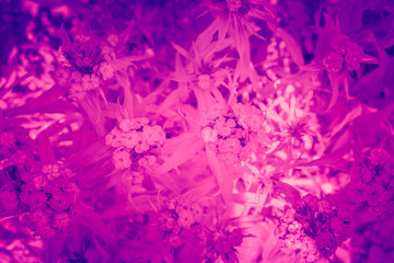 Obraz premium Trendy color ultra violet concept. Ultraviolet flower abstract background.