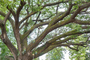Branch under a tree with green leaves