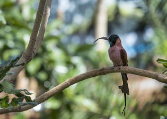 White-Fronted Bee-eater (Merops bullockoides)