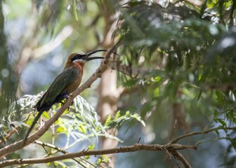 White-Fronted Bee-eater (Merops bullockoides)