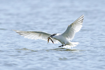 Sandwich tern (Thalasseus sandvicensis)