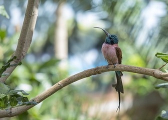 White-Fronted Bee-eater (Merops bullockoides)