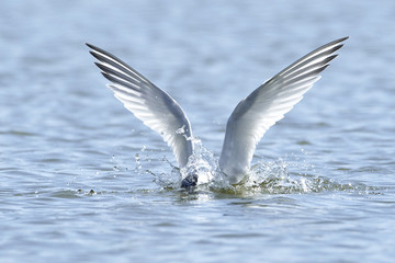 Sandwich tern (Thalasseus sandvicensis)