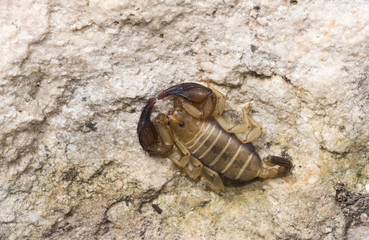 Scorpion in Su Goruppu cayon, Sardinia, Italy