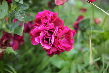Flowering Fuchsia Roses In Bloom on a Rose Bush
