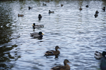 Birds on the pond. A flock of ducks and pigeons by the water. Mi