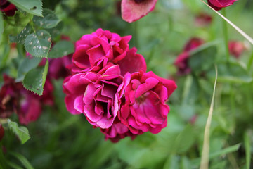 Flowering Fuchsia Roses In Bloom on a Rose Bush