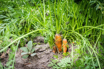Fresh organic carrots with green leaves in the ground