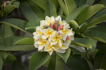 plumeria