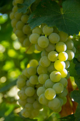 Viticulture. Chardonnay grapes.