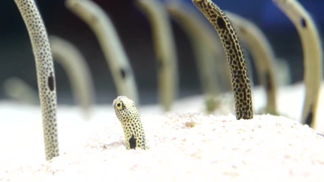 Spotted garden eels are shed from sand