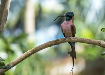 White-Fronted Bee-eater (Merops bullockoides)
