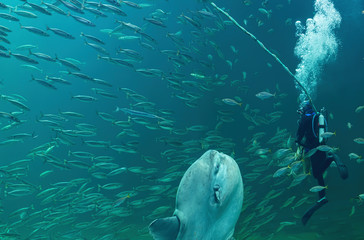 Diver swimming with an ocean Sunfish