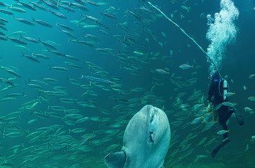 Fototapeta premium Diver swimming with an ocean Sunfish
