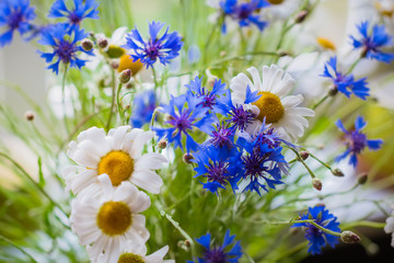 white daisies with blue cornflowers